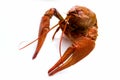 Red Crawfish Royalty Free Stock Photo