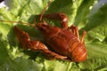 Red crawfish Royalty Free Stock Photo