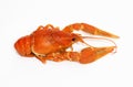 Red crawfish Royalty Free Stock Photo