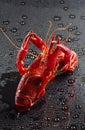 Red crawfish Royalty Free Stock Photo