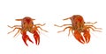 Red crawfish isolated on a white Royalty Free Stock Photo