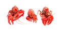 Red Crawfish Isolated on a White Background Royalty Free Stock Photo