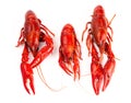 Red Crawfish Isolated on a White Background Royalty Free Stock Photo