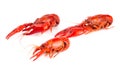 Red Crawfish Isolated on a White Background Royalty Free Stock Photo