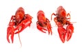 Red Crawfish Isolated on a White Background Royalty Free Stock Photo