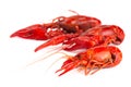 Red Crawfish Isolated on a White Background Royalty Free Stock Photo