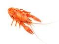 red crawfish on white background Royalty Free Stock Photo