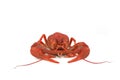 Red crawfish Royalty Free Stock Photo