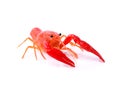 Red crawfish on white background Royalty Free Stock Photo