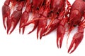 Red crayfish Royalty Free Stock Photo