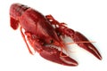 Red crayfish Royalty Free Stock Photo