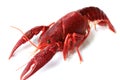 Red crayfish Royalty Free Stock Photo