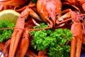 Red crayfish Royalty Free Stock Photo