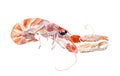 Red crayfish, crawfish, cray fish. Watercolor seafood Royalty Free Stock Photo