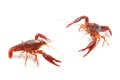 Red crayfish fighting Royalty Free Stock Photo