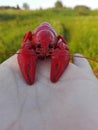 Red crayfish