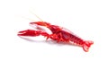 Red crayfish isolated on a white surface