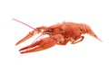 Red crayfish isolated on white background Royalty Free Stock Photo