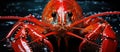 Red crayfish in the water Royalty Free Stock Photo