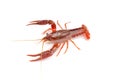 Red crayfish Royalty Free Stock Photo