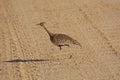 Red creasted Kohran Or Red crested Bustard, Lophotis ruficrista Kruger National Park Royalty Free Stock Photo