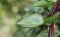 A red creeper and green leaves with bokhe background Royalty Free Stock Photo