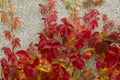 Red creeper leaves on the stone wall of a building