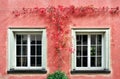 The Red Creeper Plant on the Wall Royalty Free Stock Photo