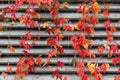 Red creeper on wooden wall at autumn Royalty Free Stock Photo