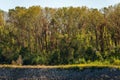 Red creeping plans climb up forest of tree trunks by Mississippi in Kentucky