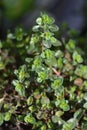 Red Creeping Thyme Royalty Free Stock Photo