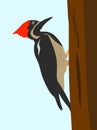 Black woodpecker hollows a tree