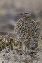 Red-crested Bustard, Lophotis ruficris Royalty Free Stock Photo