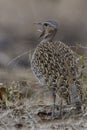 Red-crested Bustard, Lophotis ruficris Royalty Free Stock Photo