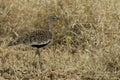 Red-crested Bustard, Lophotis ruficris Royalty Free Stock Photo