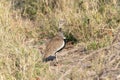 A red crested bustard, Lophotis ruficrista, standing in the center of a grassy field in South Africa Royalty Free Stock Photo
