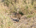 A red crested bustard, Lophotis ruficrista, standing in the center of a grassy field in South Africa Royalty Free Stock Photo