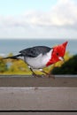 Red Crested Cardinal above Hanalei Bay Kauai Hawaii Royalty Free Stock Photo