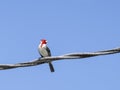 Red-crested Cardinal Paroaria coronata, Maui, Hawaii Royalty Free Stock Photo