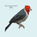 Red-crested cardinal, Paroaria coronata, single bird. hand draw sketchvector