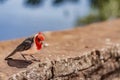 Red-crested cardinal sits on a wall in Ibera Wetlands, Argentina