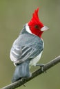 Red-crested Cardinal (Paroaria coronata) Royalty Free Stock Photo