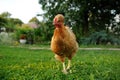 Red Crested Domestic Chicken in the Farmyard