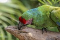 Red crested green parrot