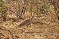 Red-crested korhaan Royalty Free Stock Photo