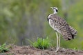 Red-crested Korhaan (Lophotis ruficrista) Royalty Free Stock Photo