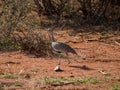 Red-crested korhaan, Lophotis ruficrista. Madikwe Game Reserve, South Africa Royalty Free Stock Photo