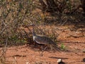 Red-crested korhaan, Lophotis ruficrista. Madikwe Game Reserve, South Africa Royalty Free Stock Photo