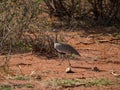 Red-crested korhaan, Lophotis ruficrista. Madikwe Game Reserve, South Africa Royalty Free Stock Photo