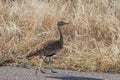 Red-crested korhaan Lophotis ruficrista walking in the road Royalty Free Stock Photo